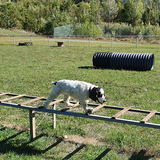 club-canin-bugeon-02-512