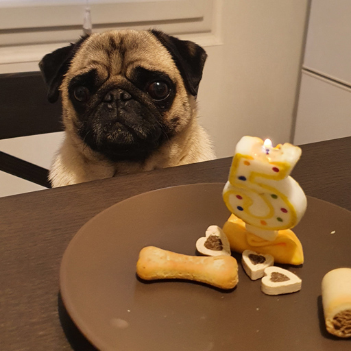 Les vacances de Maki : l'anniversaire